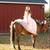 Aqha mare 11 thumbnail