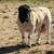 Sheep 3 thumbnail