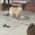 Havapoo Puppies 7 thumbnail