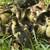 Orphaned Ducklings need home 3 thumbnail