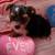 ActiveYorkiepuppy 3 thumbnail