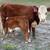 Mini Livestock 5 thumbnail