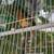 Canaries 1 thumbnail
