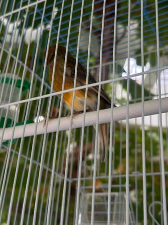 Canaries 1