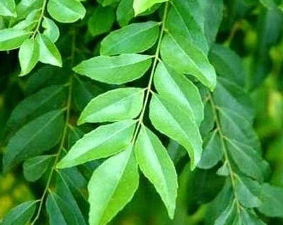 Fresh Organic Curry Plant Leaf on Stem 1
