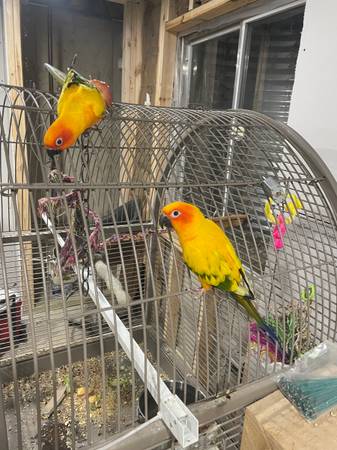 Sun conure pair 1