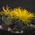 1 gallon Faucaria  tigrina (Tiger Jaws)  for $4 1 thumbnail