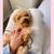 Super tiny pure breed poodle looking for forever home 9 thumbnail