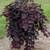 Spruce Trees- Shade Trees- Arborvitaes - Shrubs ( Sale) 5 thumbnail