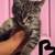 Mousers 6 thumbnail