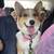 Corgis 1 thumbnail