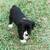Adorable Lab Mix Puppy ! 2 thumbnail
