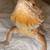 Bearded dragon 2 thumbnail