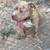 Mastiff/Bully mix 1 thumbnail