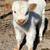 Little cows 3 thumbnail