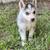 Husky 8 thumbnail