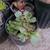 Echeveria planting season!!!!  Tons of color and variety!!! 3 gal 8 thumbnail