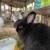 Lionhead and Rex mix Rabbits 4 thumbnail