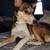 Free female dog 2 thumbnail