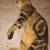 Lost cat 1 thumbnail