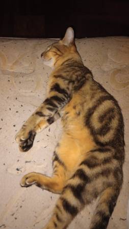 Lost cat 1