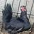 Mottled Silkies 10 thumbnail
