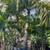 PALMS: Adonidias, Foxtail, Alexanders and lots more plants 21 thumbnail