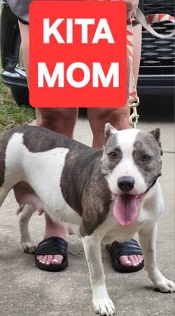 CACHORROS AMERICAN BULLY (PRIMAVERA)63859317375745121