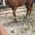 Grade gelding 1 thumbnail