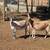 Dairy goats 3 thumbnail