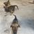 Adopt a puppy- German Shepard mix with Belgian 1 thumbnail