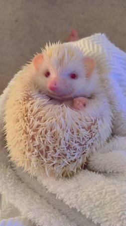 Albino Hedgehog (Milton)63836589475075120