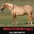 High Brow Cat Foundation Bred AQHA Palomino (2022) Filly Started 9 thumbnail