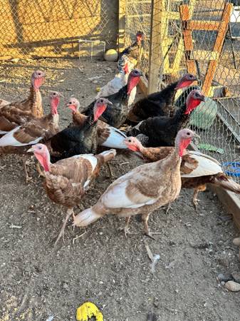 Turkeys - Guajolotes 1