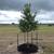 Tree Planting Service/landscaping 7 thumbnail