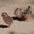Baby Quail 1 thumbnail