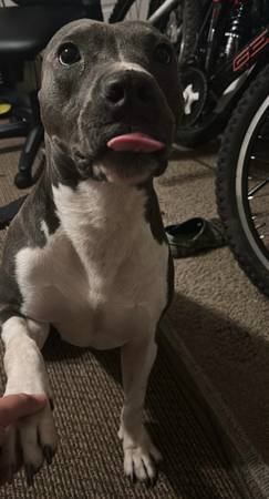 Pitbull de 4 años (Morgan)63661942187011121