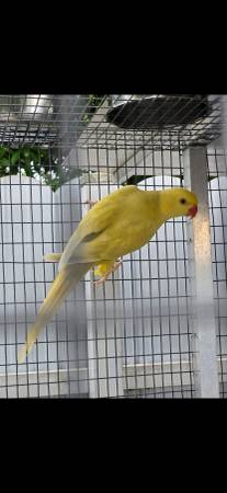 Indian ringneck63685532880897120