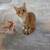 Vaccinated, fixed, tested rescue kittens and cats 5 thumbnail