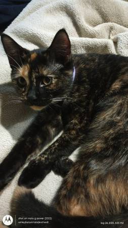 Kitten for a new home (Alexandria)63862108483329120
