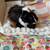Guinea pigs 2 thumbnail