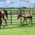 ROUND PEN PANELS*CORRAL PANELS*GATES*ANY STYLE OR WEIGHT 2 thumbnail