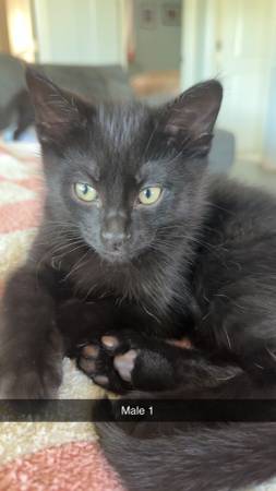 Kittens looking for new home (Kingsport)63968813064707124