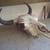 American Bison Buffalo Skull with a 13 inch wide horn spread 1 thumbnail