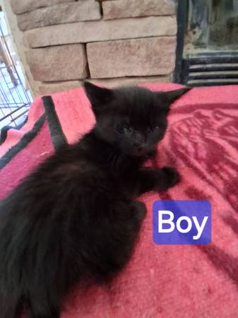 Kitten !! 1
