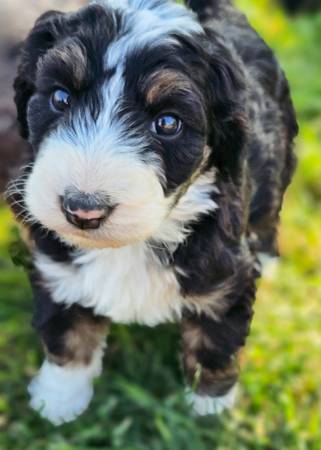 Bernedoodles (Renton)63911484069379123