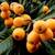 High-Quality Loquat 'Japanese Plum' Tree 2.5'-6'.5 6 thumbnail