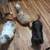Male Shih Tzu puppies 3 thumbnail