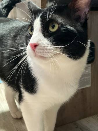 URGENT! Cat rehoming 1
