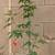 Abutilon Pictum - Japanese Lantern Flowering Maple Plant 8 thumbnail